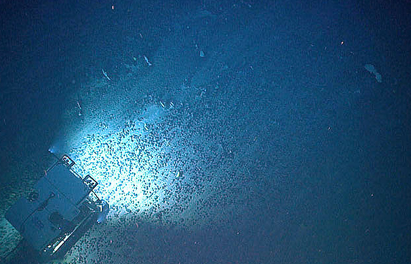Remotely operated vehicle traverses over an extensive field of ferromanganese nodules that form the bulk of the hard seafloor substrate